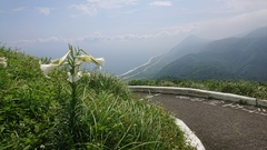 Lilium longiflorum scabrum