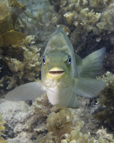 Black bream (Girella tricuspidata) — Kyphosidae — 5