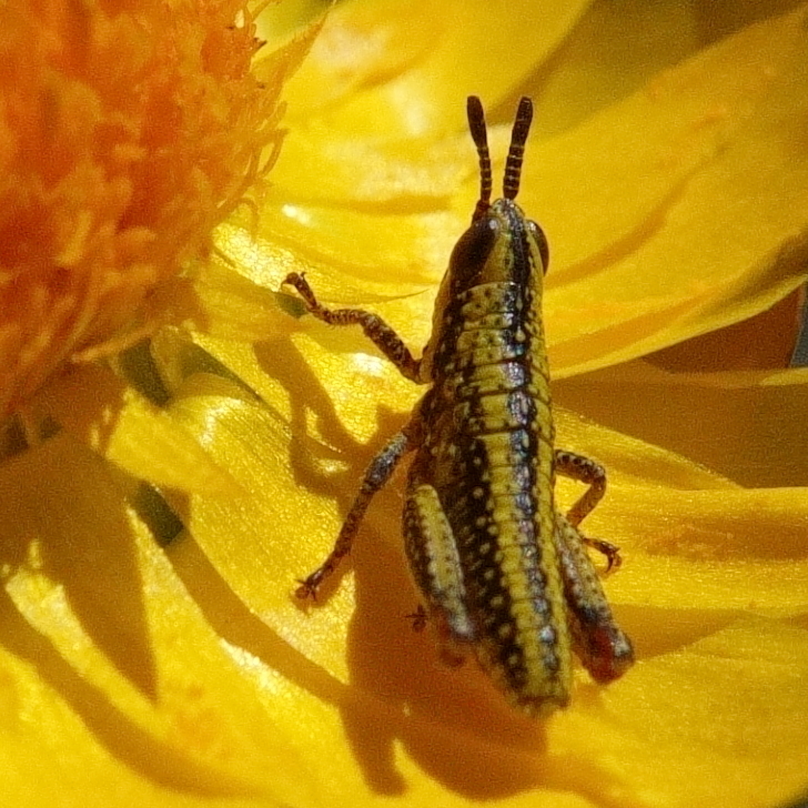 Common Pyrgomorph from Tubbamurra NSW 2365, Australia on February 26