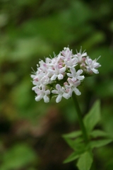 Valeriana dioica
