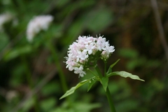 Valeriana dioica