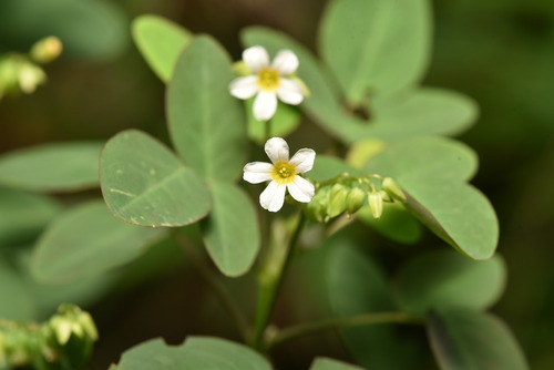 Barrelier's woodsorrel (Oxalis barrelieri)