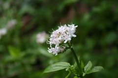 Valeriana dioica