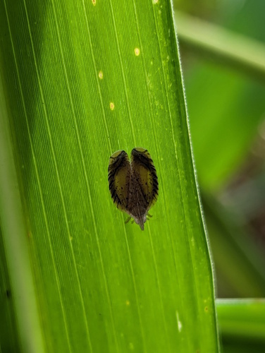 Lophops saccharicida, 2024-03-01