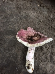 Russula nitida