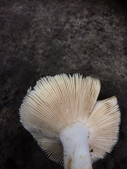 Russula nitida