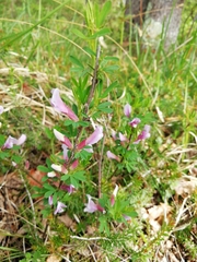 Chamaecytisus purpureus