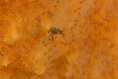 Polycera melanosticta