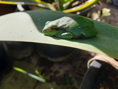 Avistamiento Ranita meridional