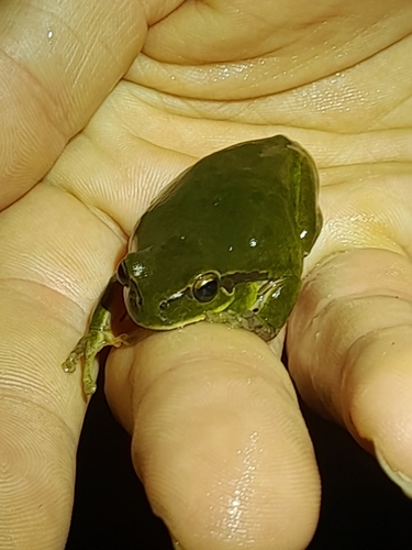 Avistamiento Ranita meridional