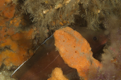 Lotella rhacina