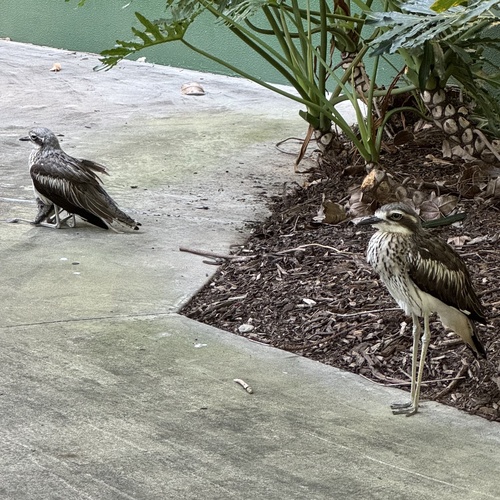 Bush Stone-curlew (Burhinus grallarius), photo 10