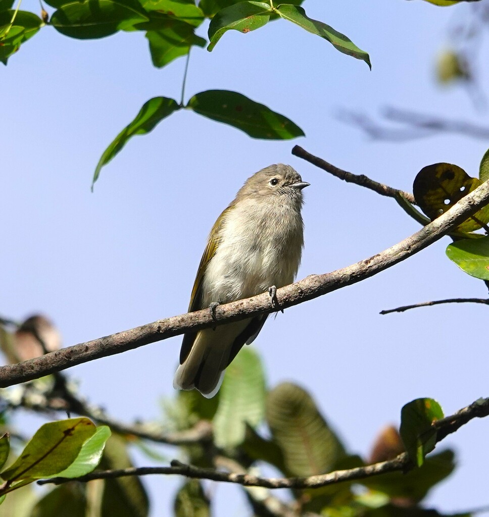 Green-backed Honeybird photo