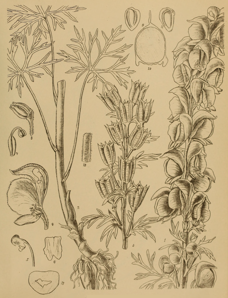 Patentflower Monkshood