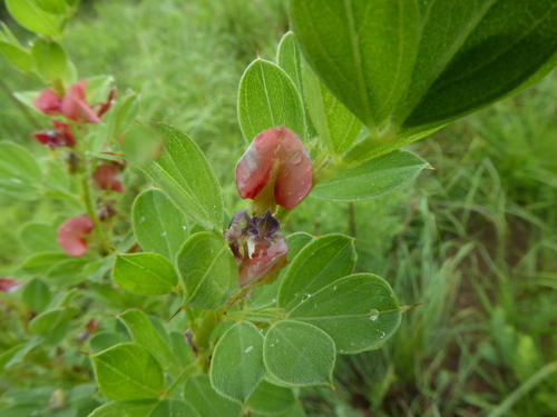 Image of Indigofera crebra by (c) Suvarna Parbhoo Mohan, some rights reserved (CC BY-SA)