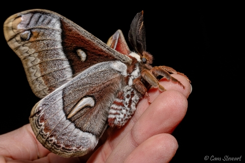 Ceanothus Silk Moth
