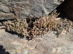 Glomeratae