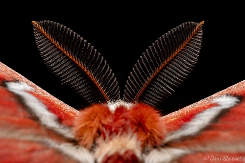 Ceanothus Silk Moth