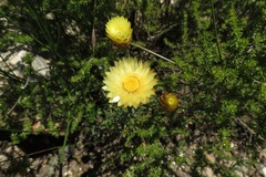 Syncarpha ferruginea