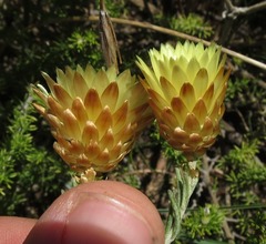 Syncarpha ferruginea