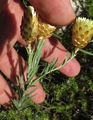 Syncarpha ferruginea