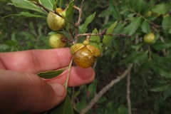 Smelophyllum capense