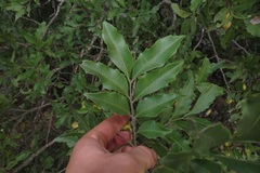 Smelophyllum capense