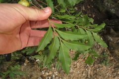 Smelophyllum capense