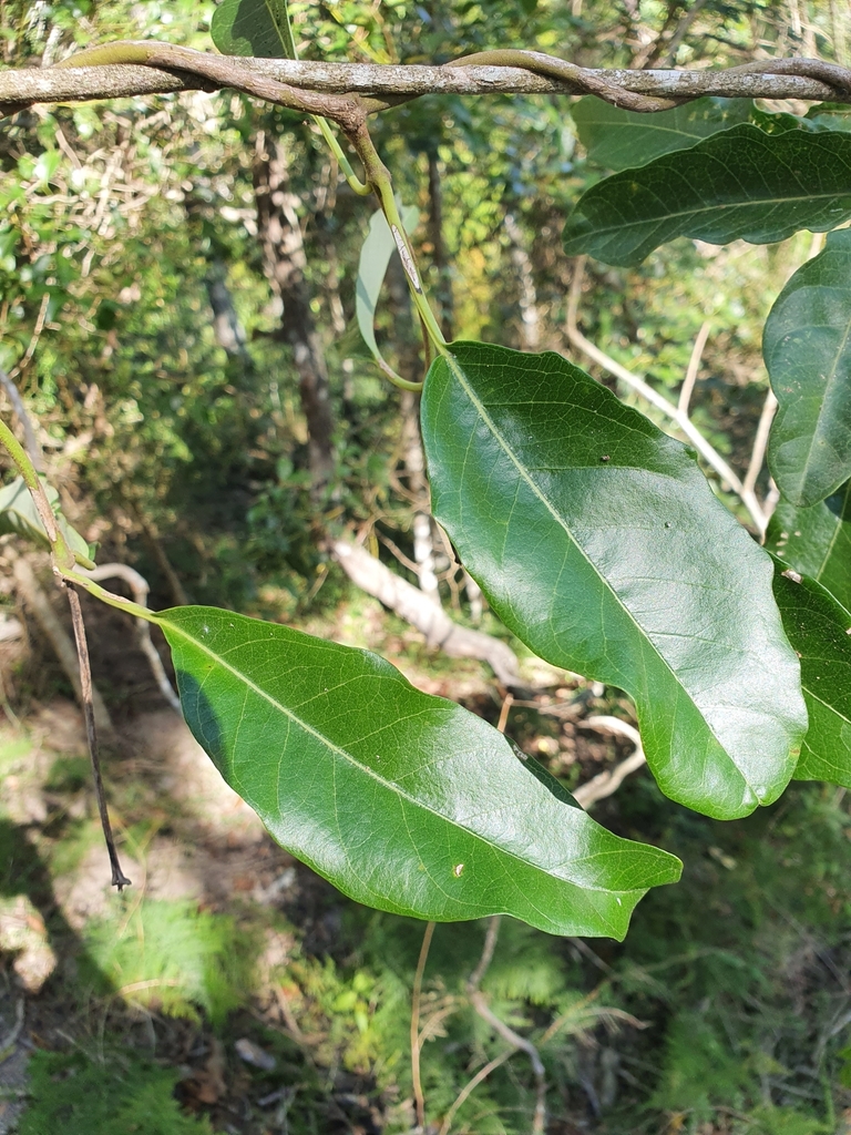 Parsonsia sankowskyana