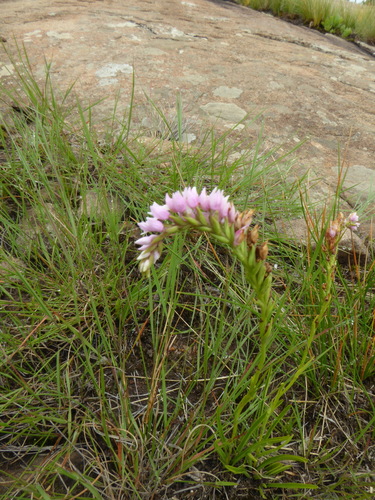 Image of Mistbelt Splitlip Orchid (Schizochilus gerrardii) by (c) Suvarna Parbhoo Mohan, some rights reserved (CC BY-SA)