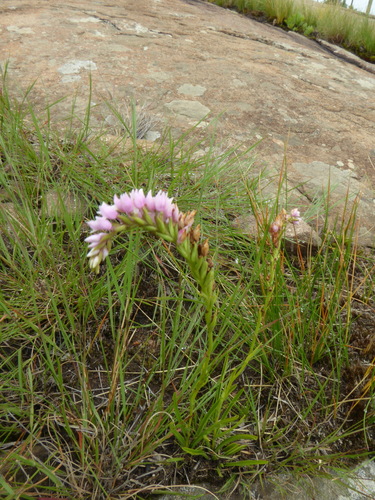 Image of Mistbelt Splitlip Orchid (Schizochilus gerrardii) by (c) Suvarna Parbhoo Mohan, some rights reserved (CC BY-SA)