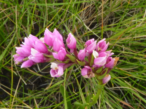Mistbelt Splitlip Orchid (Schizochilus gerrardii)