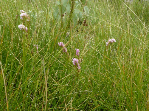 Image of Mistbelt Splitlip Orchid (Schizochilus gerrardii) by (c) Suvarna Parbhoo Mohan, some rights reserved (CC BY-SA)