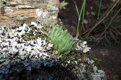 Haworthia cooperi isabellae