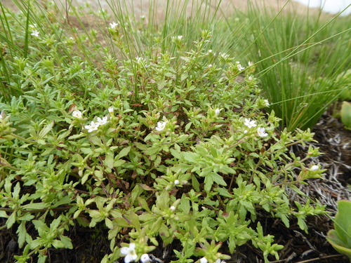 Image of Melanospermum italae by (c) Suvarna Parbhoo Mohan, some rights reserved (CC BY-SA)