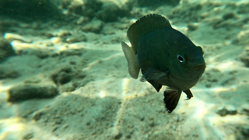 Threespot damsel (Pomacentrus tripunctatus) — Pomacentridae — 4