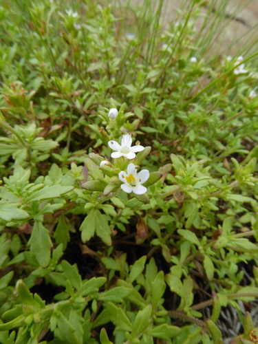 Image of Mistbelt Blackseed by (c) Suvarna Parbhoo Mohan, some rights reserved (CC BY-SA)