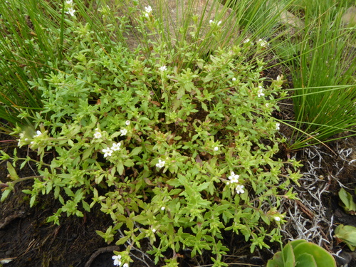 Image of Melanospermum italae by (c) Suvarna Parbhoo Mohan, some rights reserved (CC BY-SA)