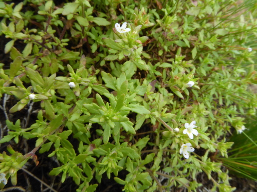 Image of Melanospermum italae by (c) Suvarna Parbhoo Mohan, some rights reserved (CC BY-SA)