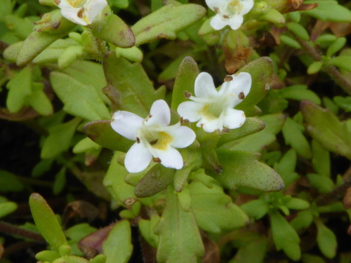 Mistbelt Blackseed (Melanospermum italae)