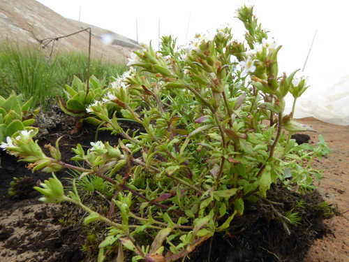 Image of Mistbelt Blackseed by (c) Suvarna Parbhoo Mohan, some rights reserved (CC BY-SA)
