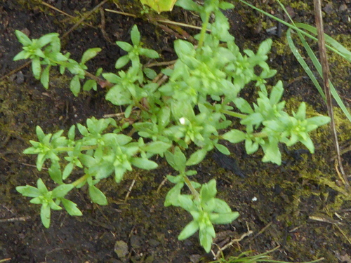 Image of Mistbelt Blackseed by (c) Suvarna Parbhoo Mohan, some rights reserved (CC BY-SA)