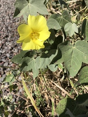 Gossypium tomentosum
