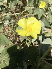 Gossypium tomentosum