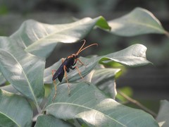Leptodialepis bipartitus