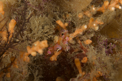 Phyllodesmium poindimiei