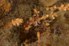 Phyllodesmium poindimiei