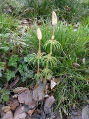 Equisetum sylvaticum