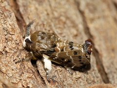Genduara punctigera