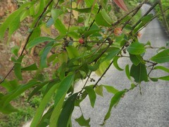 Cratoxylum cochinchinense
